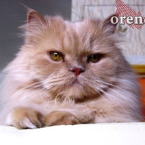 В оренбургских ветклиниках установили новые расценки на услуги