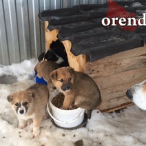 В Оренбурге за две недели домашние собаки покусали 12 детей