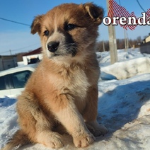 В Оренбурге снова никто не пожелал заниматься отловом бродячих собак