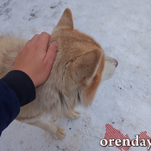 В Бугуруслане мужчина утверждает, что его знакомый постоянно натравливает на него пса