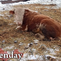 Оренбуржцев будут штрафовать из-за неправильного обращения с навозом