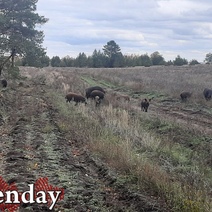 Оренбуржец за убийство семейства кабанов попал на крупную сумму денег