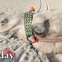 Елка раздора: в Орске мужчина плюнул в пожилую соседку и ударил ее кулаком в лицо