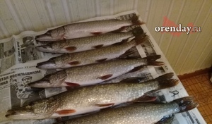 Ни русалок, ни стерляди: какая рыба доступна рыбакам в Оренбуржье