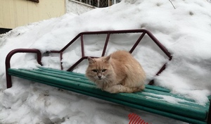 От снегопадов к крепким морозам: февраль резко сменит погодный сценарий в Оренбуржье