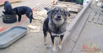 Карантин по бешенству введен на территории двух сел Оренбургского района