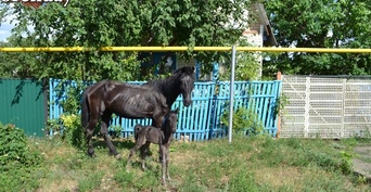 В Саракташском районе мужчину на ферме укусил конь