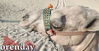 Елка раздора: в Орске мужчина плюнул в пожилую соседку и ударил ее кулаком в лицо