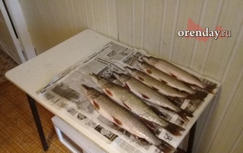 Как оренбуржцам обезопасить себя от ботулизма