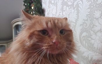 В Оренбуржье карантин по бешенству действует в четырех населенных пунктах