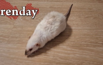 В Оренбурге по группе детского сада № 176 разгуливала мышь