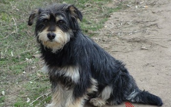 В Оренбурге девочку покусала за лицо домашняя собака