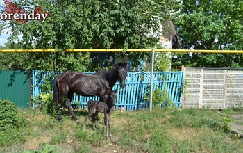 В Первомайском районе ребенок упал с лошади и получил перелом со смещением