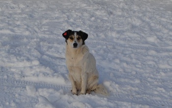 В Оренбурге и Орске отловят менее 200 бездомных собак