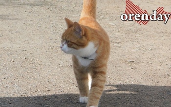 Котики – антидепрессант от плохой погоды и мировых потрясений 