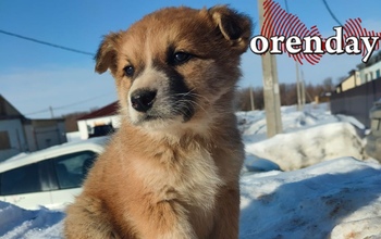 В Оренбурге снова никто не пожелал заниматься отловом бродячих собак