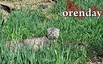 Чем порадует погода оренбуржцев на 1 сентября