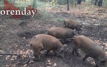 Одни оренбургские охотники уже расчехлили ружья, другие только готовятся