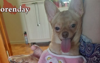 «Не хотела оскорбить, сорвалась на собаку»: новотройчанка заплатит штраф за брань