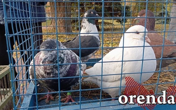 Сизокрылые, чубатые и прекрасные: выставка-продажа голубей проходит в Оренбурге