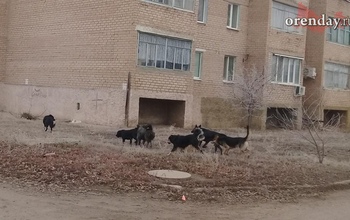 Карантин по бешенству введен на нескольких улицах Оренбурга