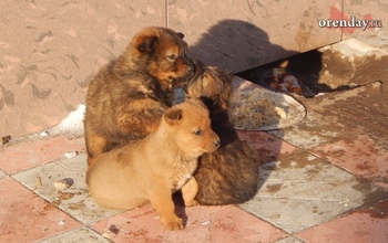 Приют для животных в Оренбурге может не появиться и в 2023 году