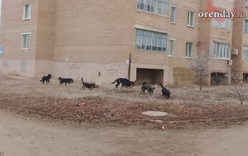 В Оренбурге собаки продолжают набрасываться на детей