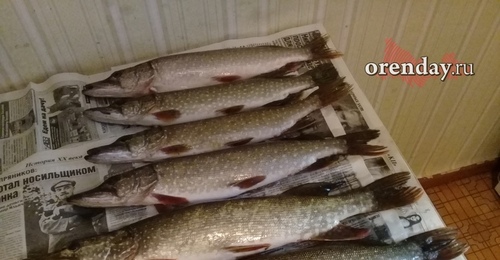 Ни русалок, ни стерляди: какая рыба доступна рыбакам в Оренбуржье