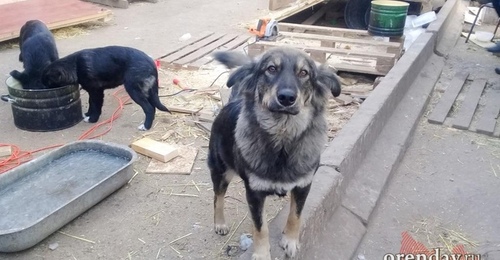 Карантин по бешенству введен на территории двух сел Оренбургского района