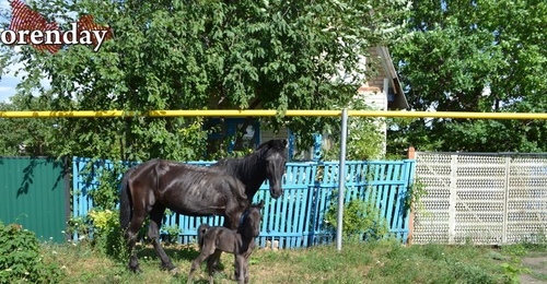 В Саракташском районе мужчину на ферме укусил конь