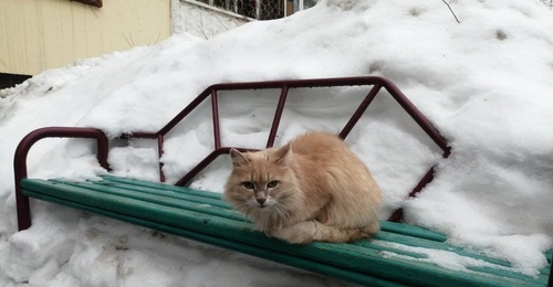 Снег, метели и январский холод: с какой погодой Оренбуржье встретит Новый год