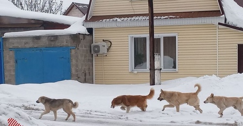 В Бузулуке 11-летнего ребенка укусил за нос дворовой пес, когда тот пытался разнять драку собак