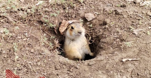 Суслики вышли из спячки и осваивают Караваеву рощу, территории близ парковок и МКД