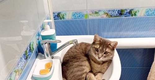 День кошек: оренбуржцы встречают весну с пушистыми питомцами