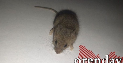 Оренбургских дачников предупреждают об опасной «мышиной» инфекции