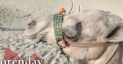 Елка раздора: в Орске мужчина плюнул в пожилую соседку и ударил ее кулаком в лицо