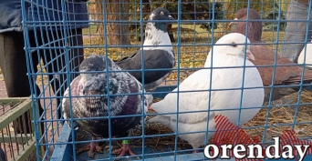 В Новосергиевском районе пенсионера оштрафовали за стрельбу по грачам из-за голубей