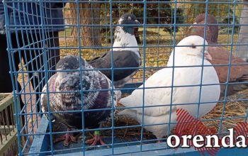 В Новосергиевском районе пенсионера оштрафовали за стрельбу по грачам из-за голубей