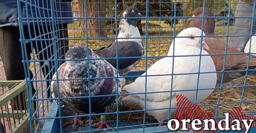 В Новосергиевском районе пенсионера оштрафовали за стрельбу по грачам из-за голубей