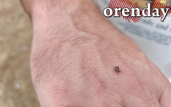 Клещи кусают даже осенью: в Оренбуржье более 2,4 тысяч пострадавших, треть из них – дети