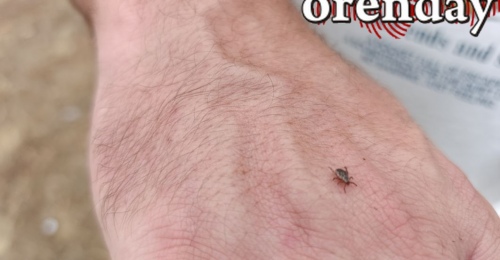 Клещи кусают даже осенью: в Оренбуржье более 2,4 тысяч пострадавших, треть из них – дети