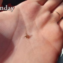 Стоит ли оренбуржцам опасаться нашествия комаров в этом году