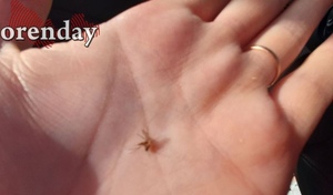 Стоит ли оренбуржцам опасаться нашествия комаров в этом году