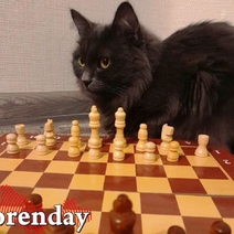 В Оренбурге ветеринары едва не погубили больного пушистого члена семьи