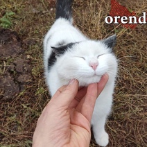 В Кваркенском районе выявили бешенство у кошки