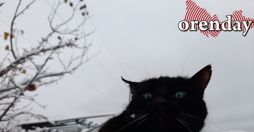 Желтый уровень погодной опасности: сильная метель прогнозируется в Оренбуржье