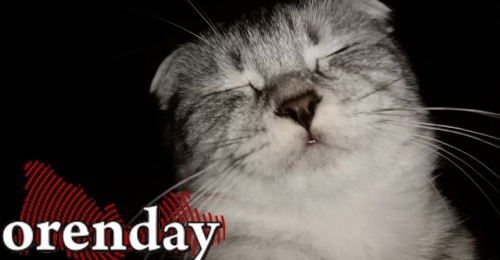 В Оренбурге мужчина в доме матери устроил помойку и приют для кошек