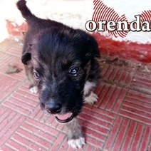 Дожили: в Оренбурге конфликт из-за собаки закончился размазанными по лицу фекалиями