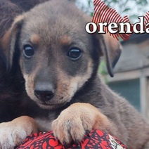 В Орске оштрафовали мужчину за отсутствие регистрации собаки в государственной системе