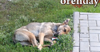 В Сорочинске мужчина после нападения овчарки требует компенсацию